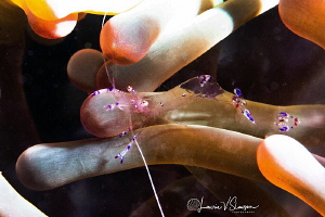 Sarasvati anemone shrimp/Photographed with a Canon 60 mm ... by Laurie Slawson 